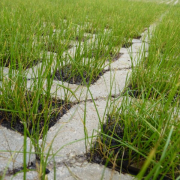 pavimento drenante Nature®